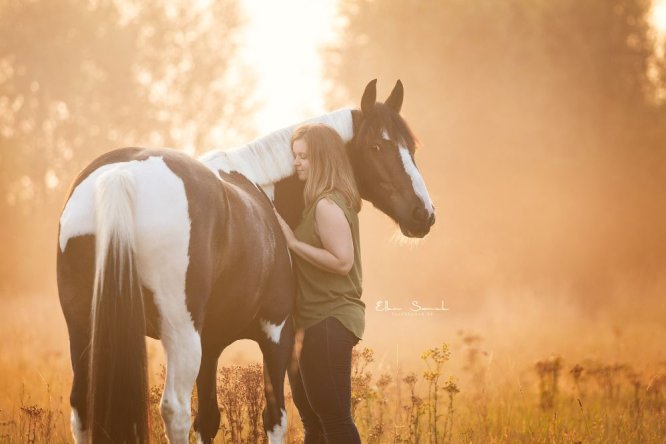 Bo-paard-pony-zomer-zonsopgang-mist