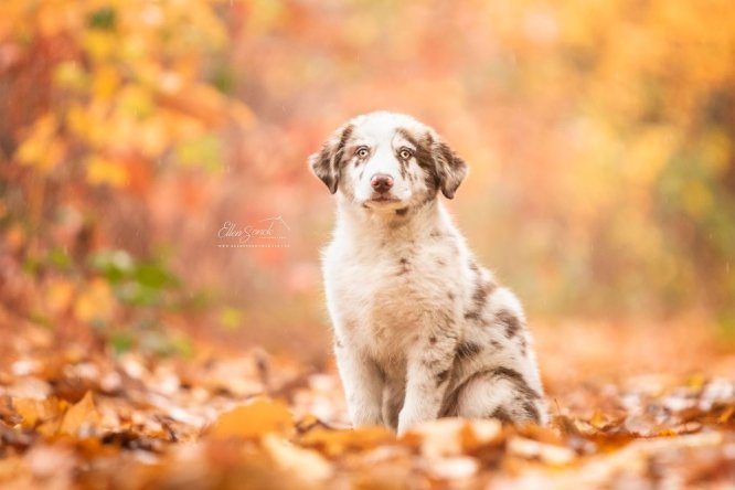 puppy-hond-herfst-cute-fotografie-poseren